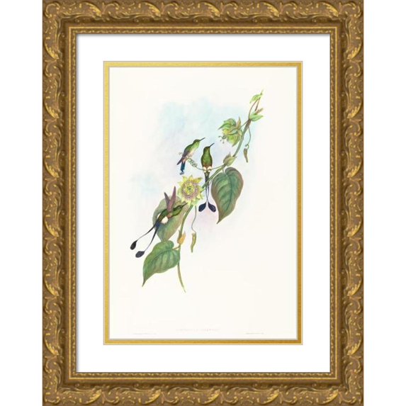 John Gould 14x18 Gold Ornate Wood Frame and Double Matted Museum Art Print Titled - Spathura Underwoodi (White-Footed Racket-Tail)