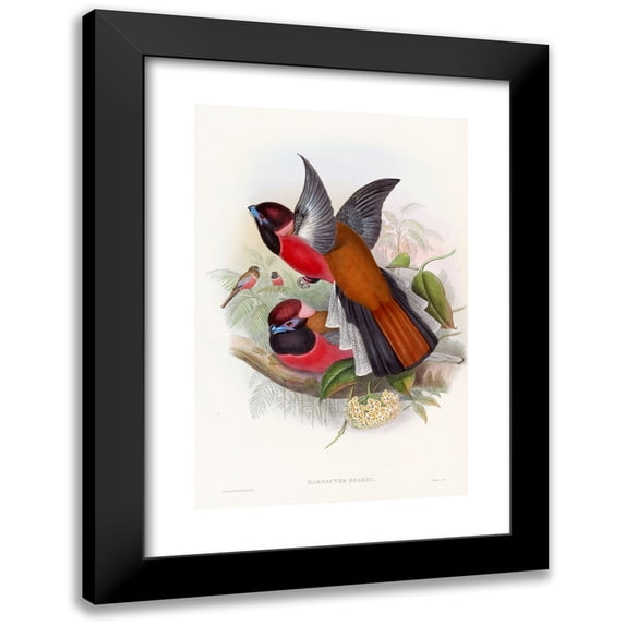 John Gould 17x24 Black Modern Framed Museum Art Print Titled - Diard's Trog (1850-1883)