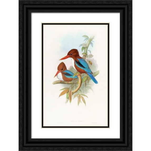 John Gould 17x24 Black Ornate Framed Double Matted Museum Art Print Titled: Indian Kingfisher (1850-1883)
