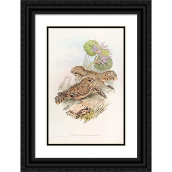 John Gould 17x24 Black Ornate Framed Double Matted Museum Art Print Titled: Mahratta, Nightshar (1850-1883)