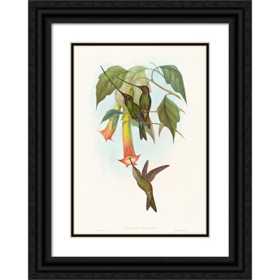John Gould 18x24 Black Ornate Framed Double Matted Museum Art Print Titled: Docimastes Ensiferus (Sword-Billed Hummingbird)
