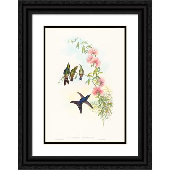 John Gould 18x24 Black Ornate Framed Double Matted Museum Art Print Titled: Ramphomicron Microrhyncha (Small-Billed Thornbill)