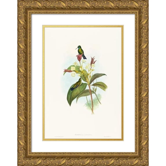 John Gould 18x24 Gold Ornate Framed and Double Matted Museum Art Print Titled - Eucephala Blue (Blue-Chinned Sapphire)