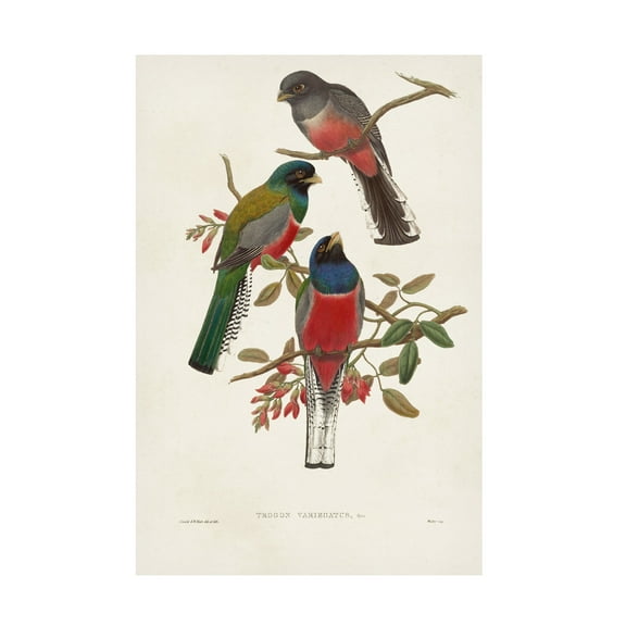 John Gould 'Elegant Trogons IX' Canvas Art