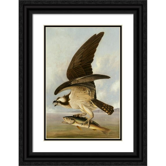 John James Audubon 13x18 Black Ornate Wood Framed Double Matted Museum Art Print Titled - Osprey and Weakfish (1829)