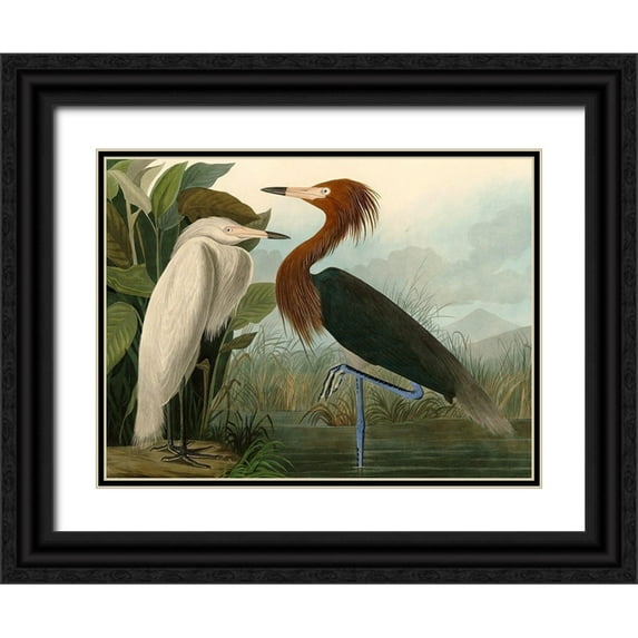 John James, Audubon 14x12 Black Ornate Wood Framed with Double Matting Museum Art Print Titled - Purple Heron