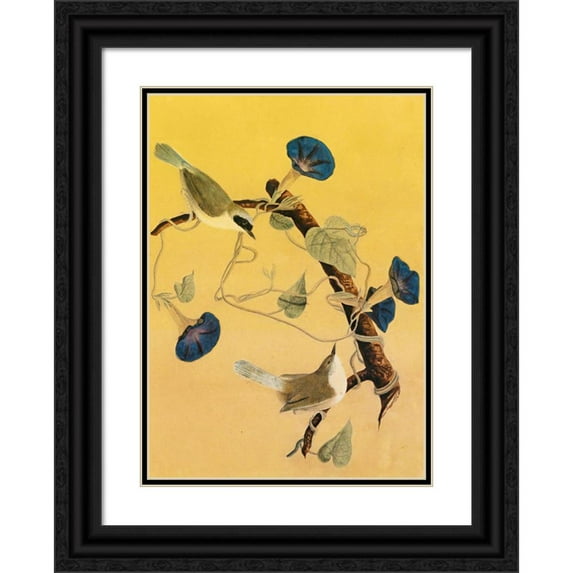 John James Audubon 14x18 Black Ornate Wood Framed Double Matted Museum Art Print Titled - Maryland Yellowthroats (1855)