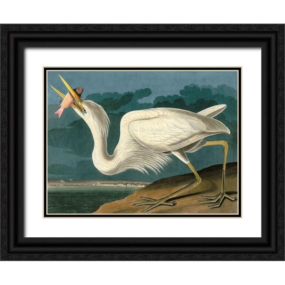 John James, Audubon 18x15 Black Ornate Wood Framed with Double Matting Museum Art Print Titled - Great White Heron