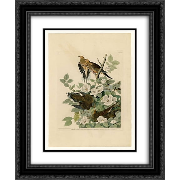 John James Audubon 2x Matted 20x24 Black Ornate Framed Art Print 'Plate 17. Carolina Turtle Dove'