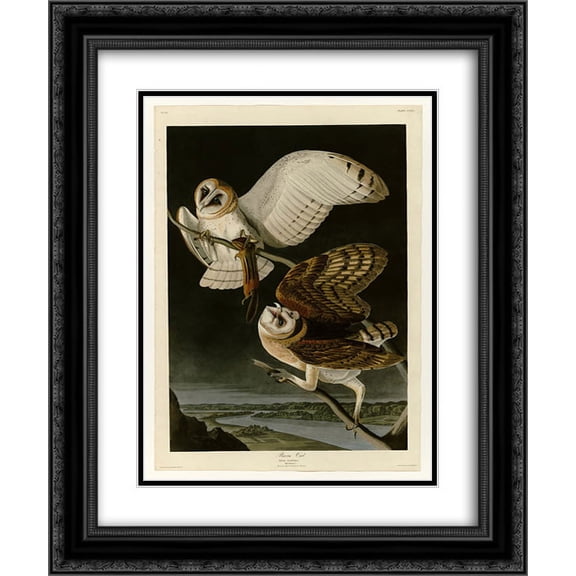 John James Audubon 2x Matted 20x24 Black Ornate Framed Art Print 'Plate 171 Barn Owl'