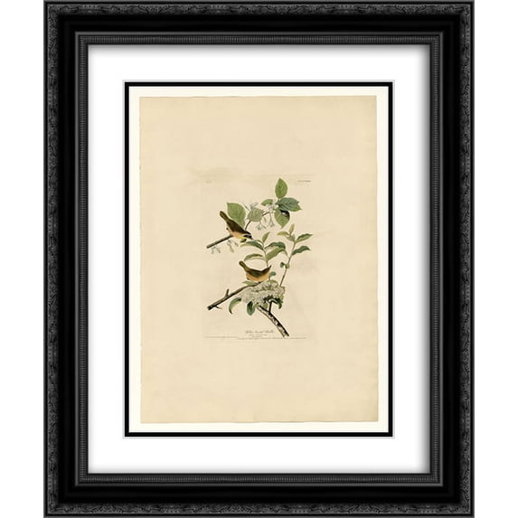 John James Audubon 2x Matted 20x24 Black Ornate Framed Art Print 'Plate 23. Yellow-breasted Warbler'