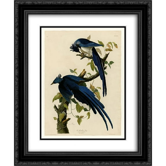 John James Audubon 2x Matted 20x24 Black Ornate Framed Art Print 'Plate 96 Columbia Jay'