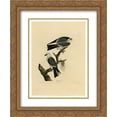 thumbnail image 1 of John James Audubon 2x Matted 20x24 Gold Ornate Framed Art Print 'Plate 117 Mississippi Kite', 1 of 2