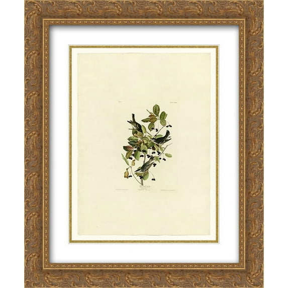 John James Audubon 2x Matted 20x24 Gold Ornate Framed Art Print 'Plate 133 Black-poll Warbler'