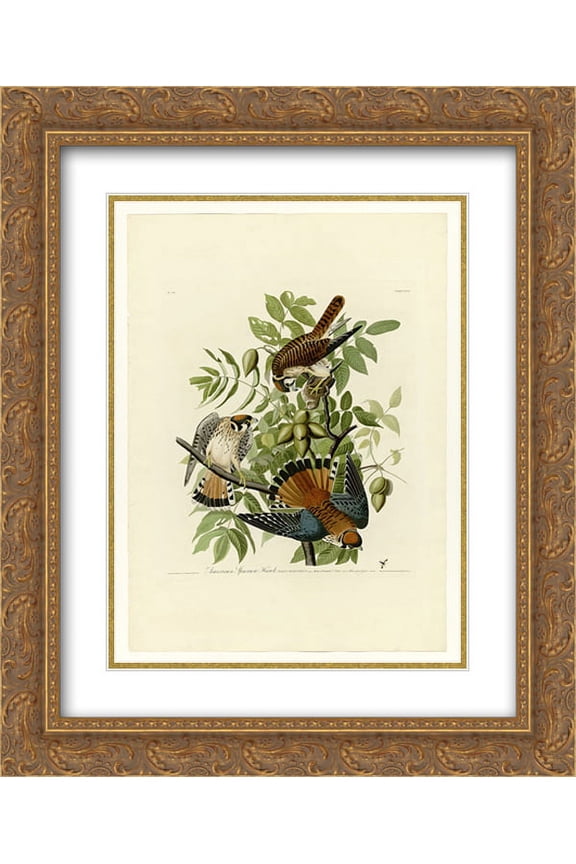 John James Audubon 2x Matted 20x24 Gold Ornate Framed Art Print 'Plate 142 American Sparrow Hawk'
