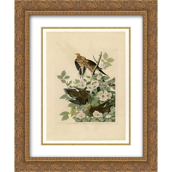 John James Audubon 2x Matted 20x24 Gold Ornate Framed Art Print 'Plate 17. Carolina Turtle Dove'