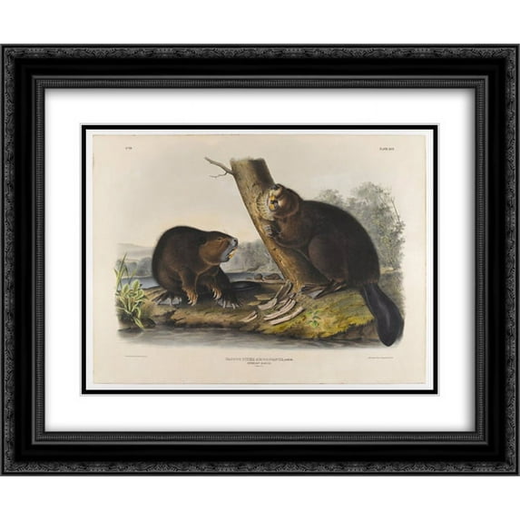 John James Audubon 2x Matted 24x20 Black Ornate Framed Art Print 'American Beaver '