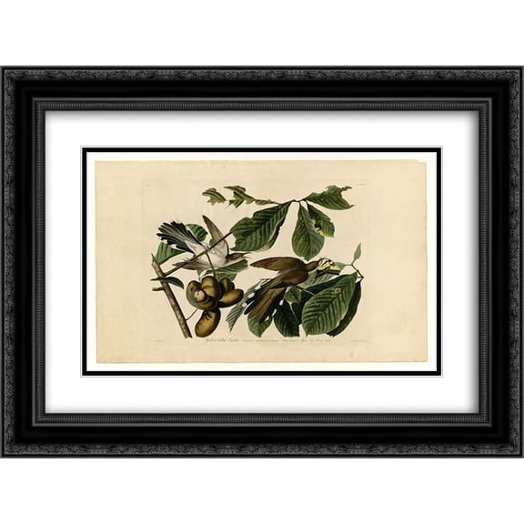 John James Audubon 2x Matted 24x20 Black Ornate Framed Art Print 'Plate 2. Yellow-billed Cuckoo'