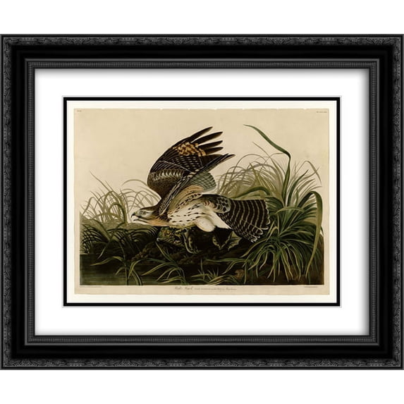 John James Audubon 2x Matted 24x20 Black Ornate Framed Art Print 'Plate 71 Winter Hawk'