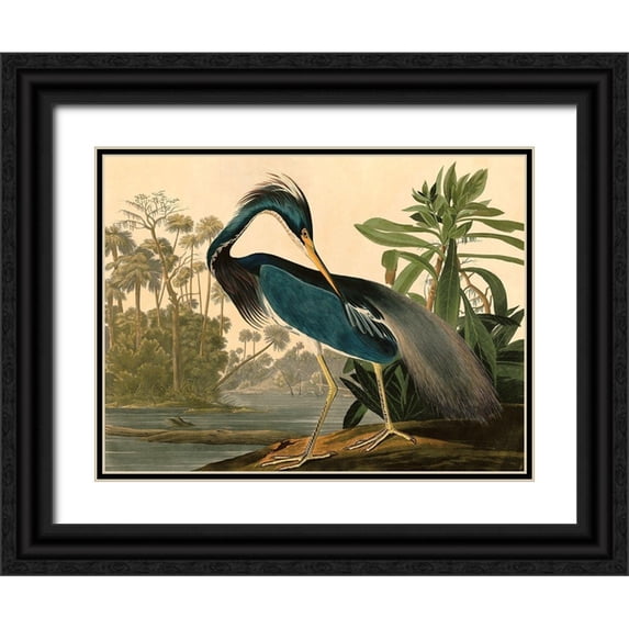 John James, Audubon 32x25 Black Ornate Wood Framed with Double Matting Museum Art Print Titled - Louisiana Heron