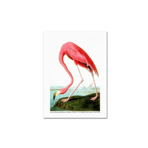 John James Audubon 'American Flamingo' 1834 Canvas Art