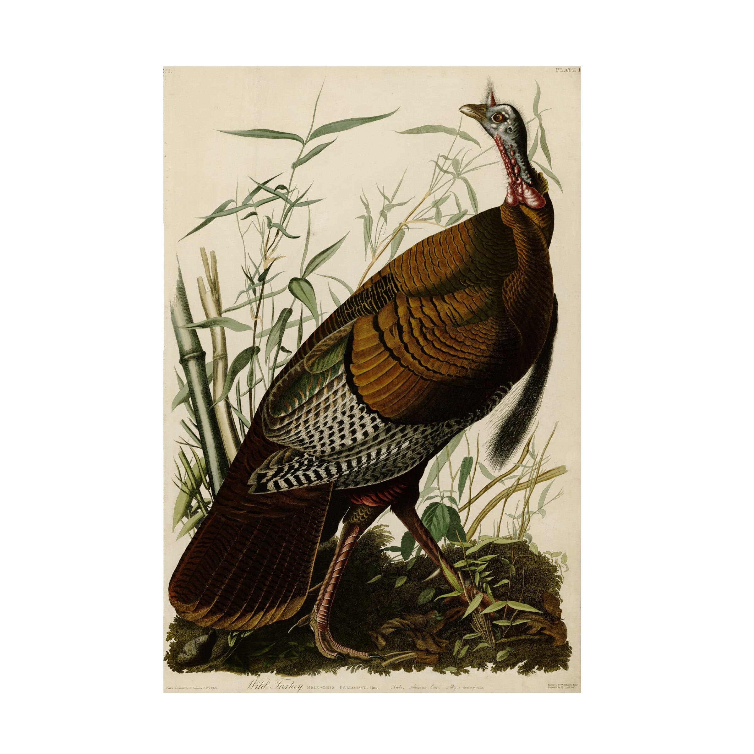 John James Audubon 'American Wild Turkey Cock' Canvas Art