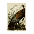 thumbnail image 1 of John James Audubon 'American Wild Turkey Cock' Canvas Art, 1 of 4