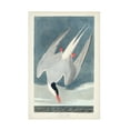 thumbnail image 1 of John James Audubon 'Artic Tern' Canvas Art, 1 of 3