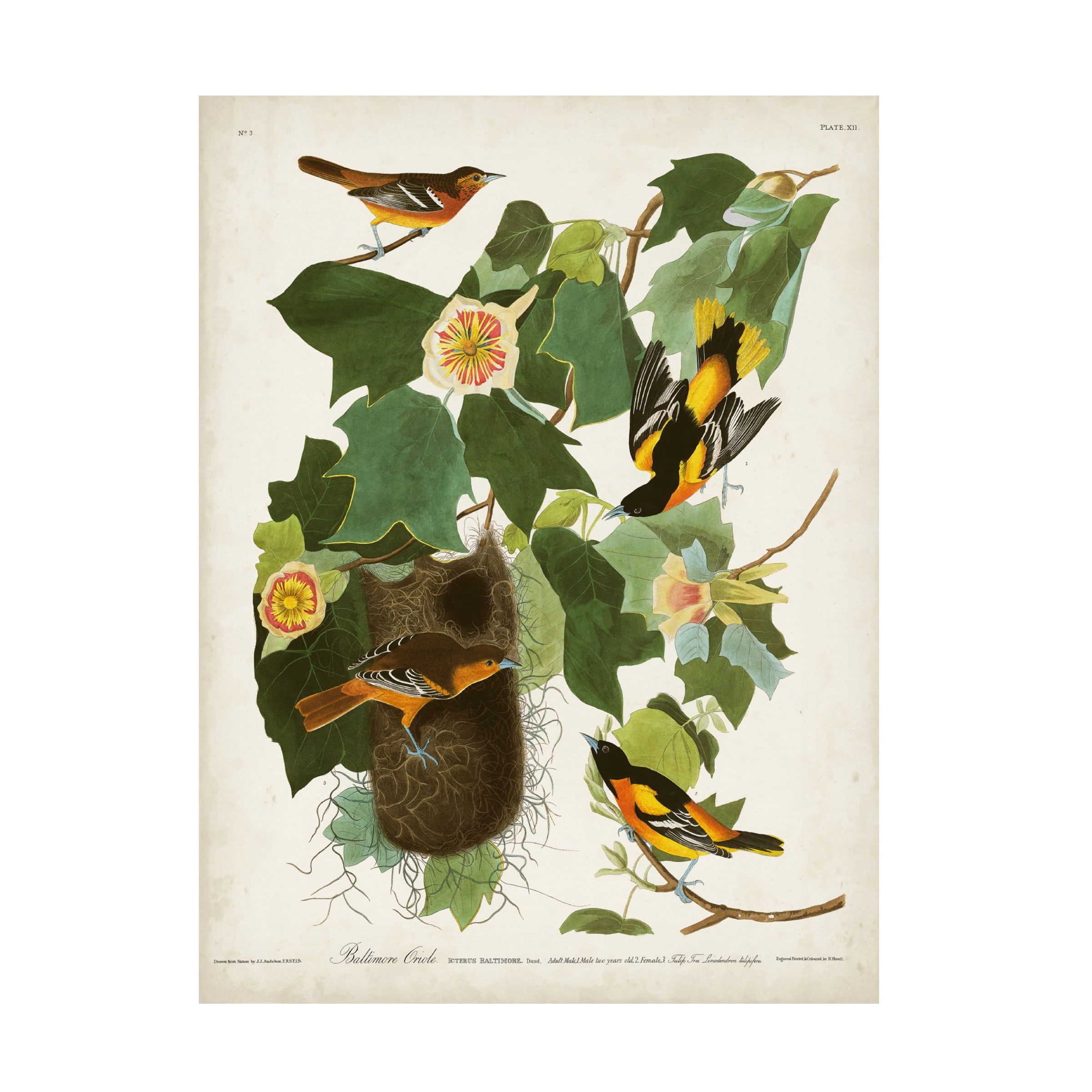 John James Audubon 'Baltimore Oriole' Canvas Art