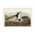 thumbnail image 1 of John James Audubon 'Barnacle Goose' Canvas Art, 1 of 3