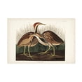 thumbnail image 1 of John James Audubon ' Bittern' Canvas Art, 1 of 3