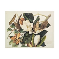 Trademark Fine Art John James Audubon Black-Billed Cuckoo Canvas Wall Art - 14x19