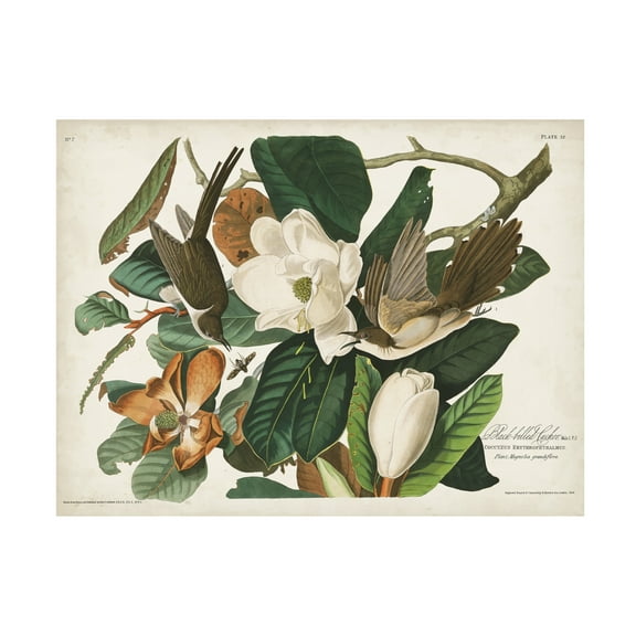 John James Audubon 'Black Billed Cuckoo' Canvas Art