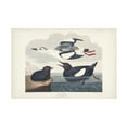 thumbnail image 1 of John James Audubon 'Black Gillemot' Canvas Art, 1 of 3