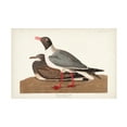 thumbnail image 1 of John James Audubon 'Black Headed Gull' Canvas Art, 1 of 3
