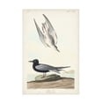 thumbnail image 1 of John James Audubon 'Black Tern' Canvas Art, 1 of 3