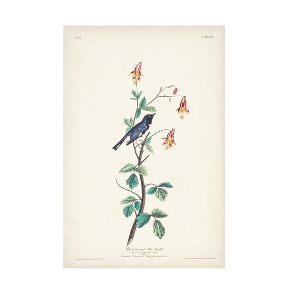 John James Audubon 'Black Throated Blue Warbler' Canvas Art