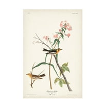 John James Audubon 'Blackburnian Warbler' Canvas Art