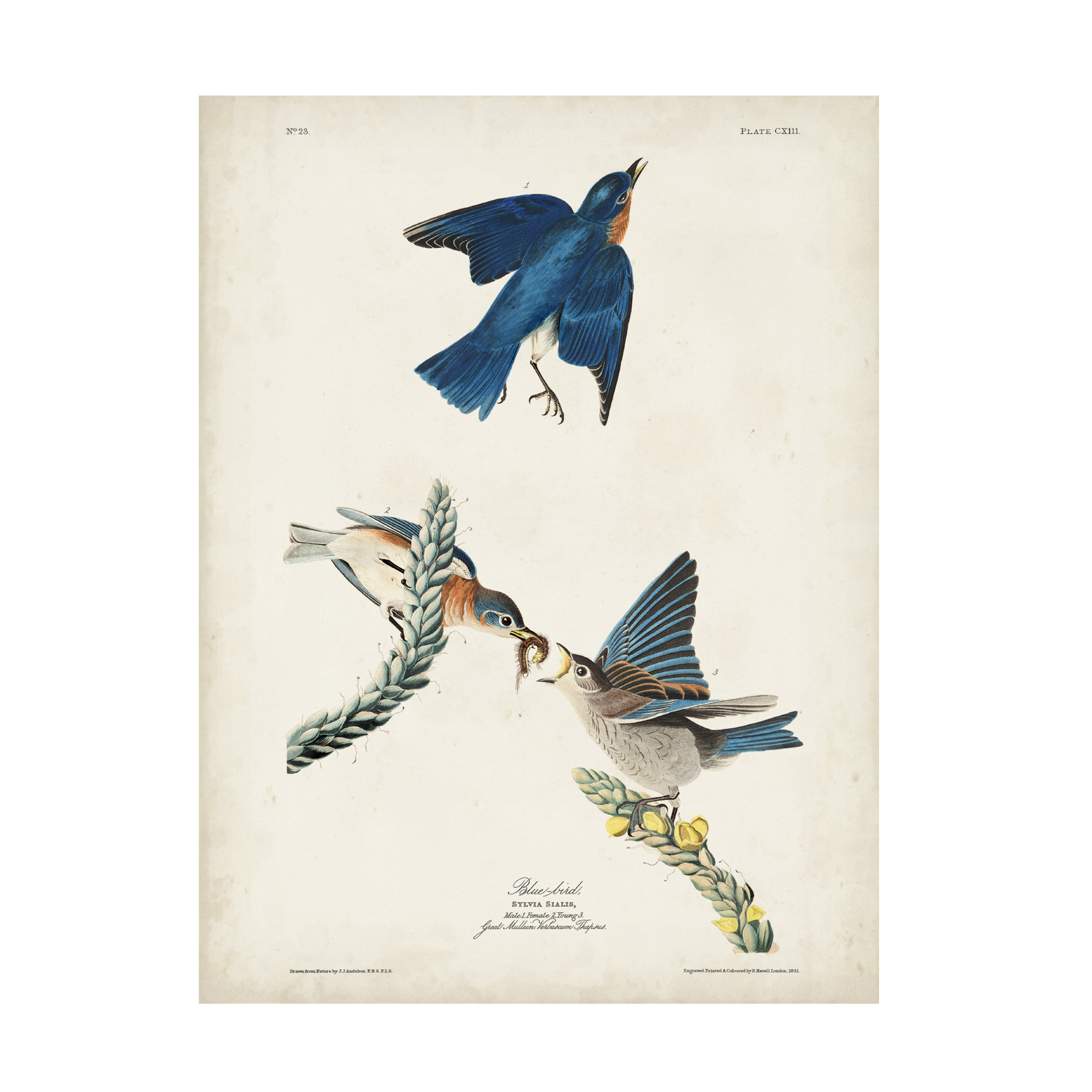 John James Audubon 'Blue Bird' Canvas Art