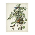 thumbnail image 1 of John James Audubon 'Blue Grosbeak' Canvas Art, 1 of 3