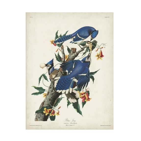 John James Audubon 'Blue Jay' Canvas Art