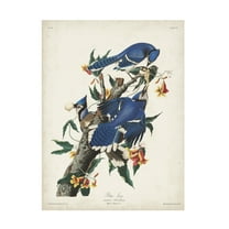 John James Audubon 'Blue Jay' Canvas Art