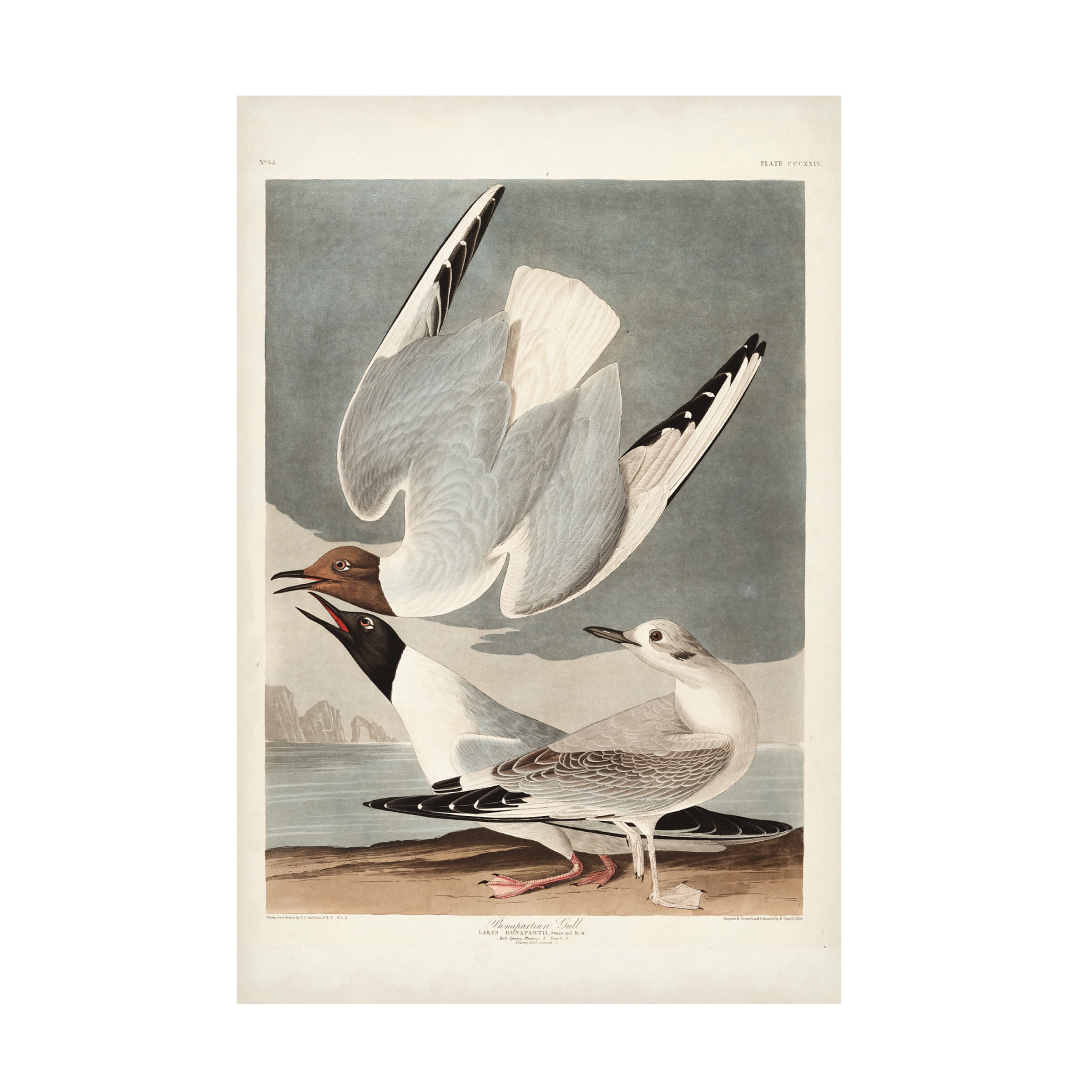 John James Audubon 'Bonapartian Gull' Canvas Art
