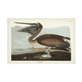 thumbnail image 1 of John James Audubon 'Brown Pelican' Canvas Art, 1 of 3