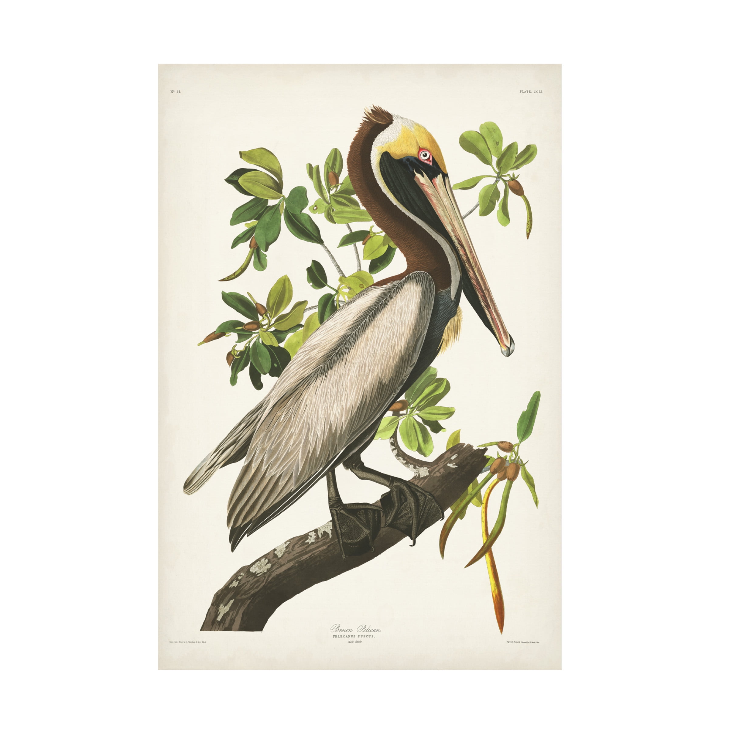 John James Audubon 'Brown Pelican ' Canvas Art
