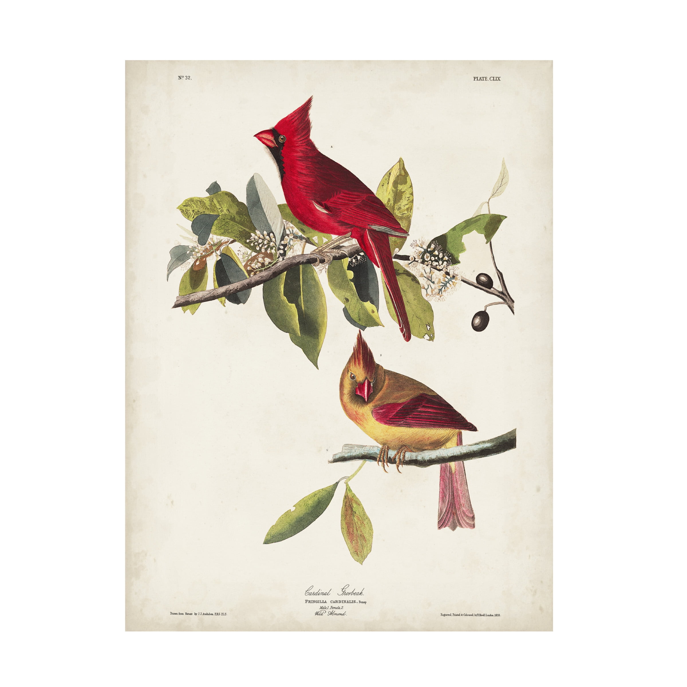 John James Audubon 'Cardinal Grosbeak' Canvas Art