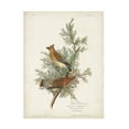 thumbnail image 1 of John James Audubon 'Cedar Bird' Canvas Art, 1 of 3