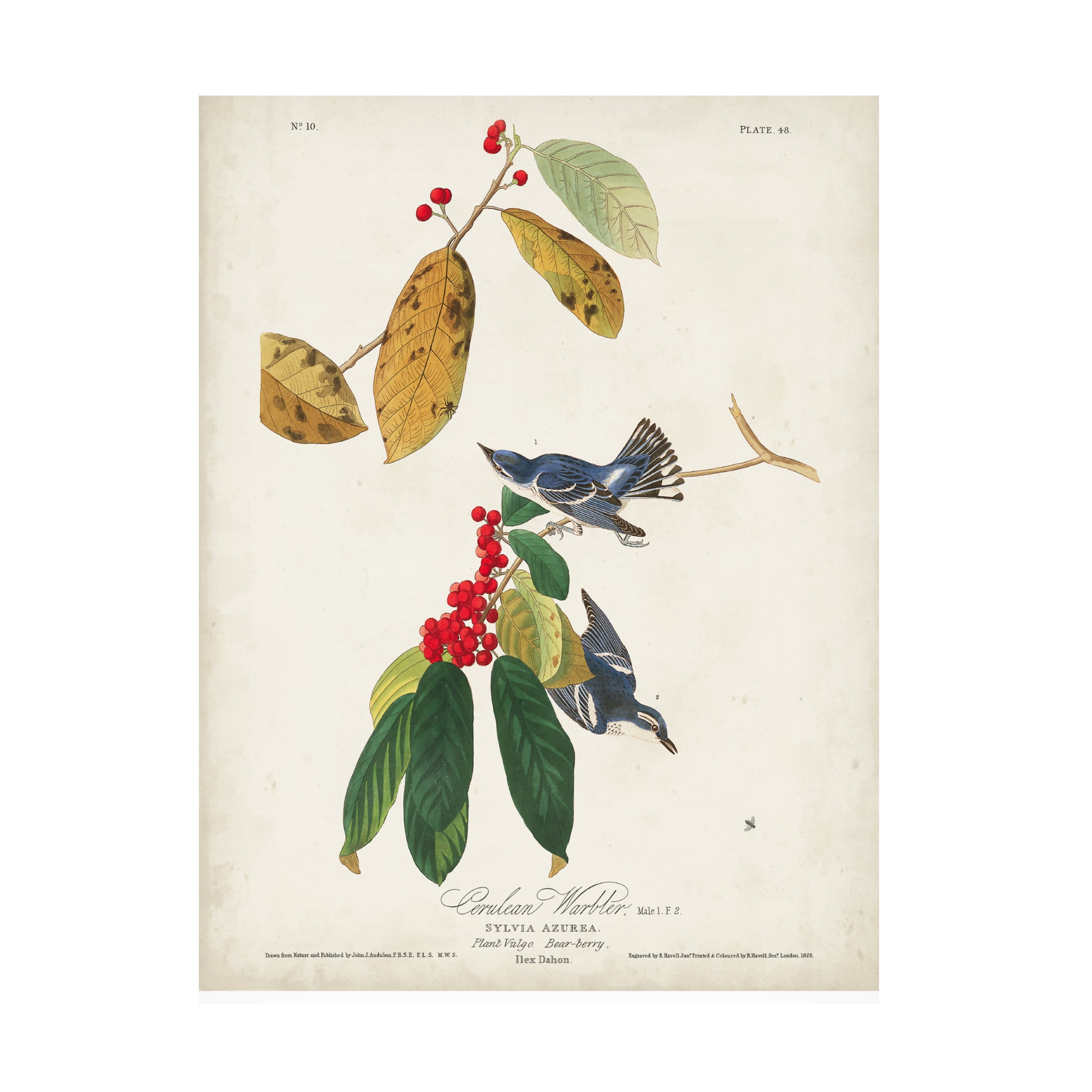 John James Audubon 'Cerulean Warbler' Canvas Art