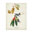 thumbnail image 1 of John James Audubon 'Cerulean Warbler' Canvas Art, 1 of 3