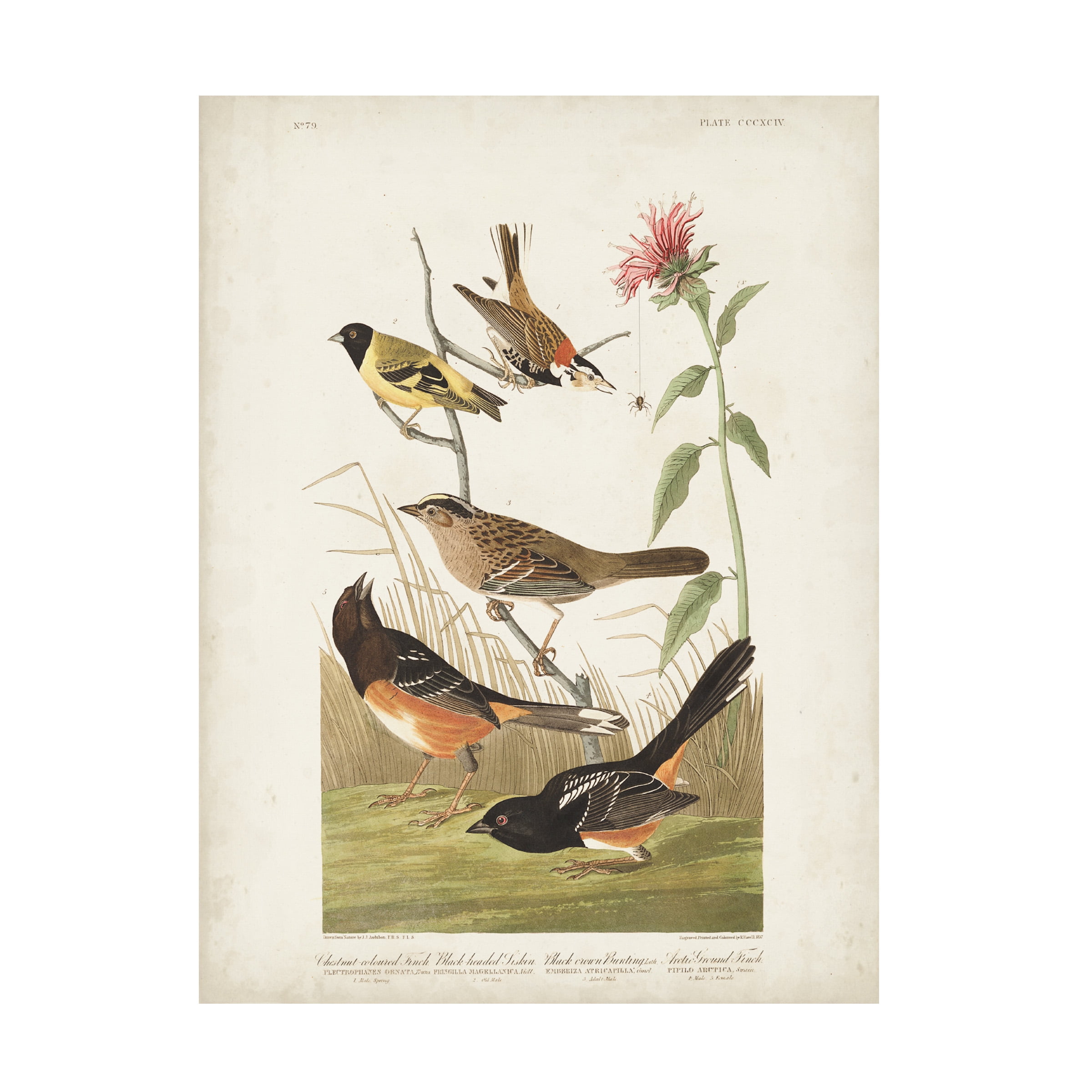 John James Audubon 'Chestnut Coloured Finch' Canvas Art
